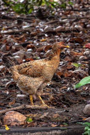 Brasilianische ökologische Henne hinter Maschendraht