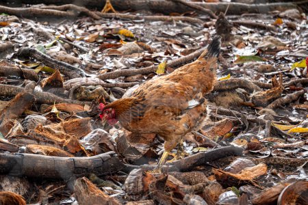 Gallina libre ecológica brasileña detrás de alambre de pollo