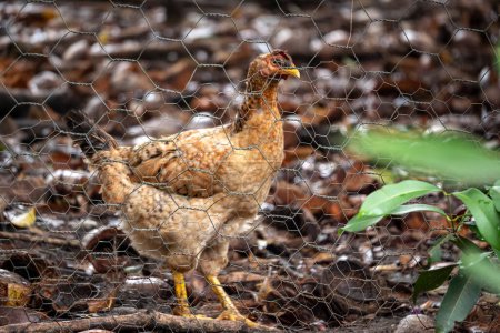 Brazilian ecological free hen behind chicken wire