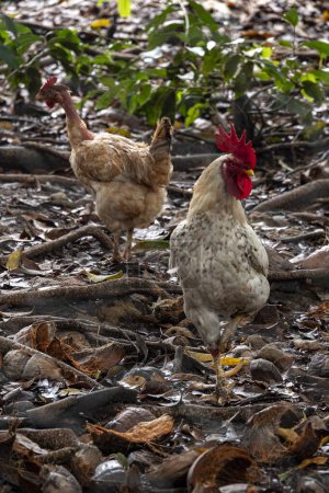 Gallinas libres ecológicas brasileñas detrás de alambre de pollo