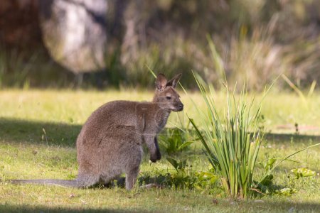 Wild Bennett's wallaby on Bruny Island Tasmania