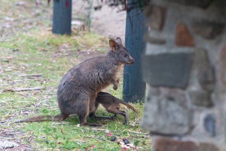 Photo for Rufous-bellied pademelon wallaby with joey on Bruny Island Tasmania - Royalty Free Image