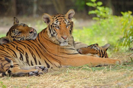 Foto de El tigre de Bengala es una población de la subespecie Panthera tigris tigris y la subespecie tigre nominal. Se encuentra entre los gatos salvajes más grandes vivos hoy en día. - Imagen libre de derechos