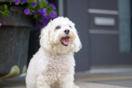 Photo for Happy puppy looks to the right side while sitting in front of his house - Royalty Free Image