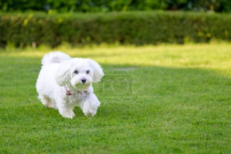 Téléchargez les photos : Adorable petit chien Havanais blanc marchant dans le jardin et regardant sur le côté - en image libre de droit