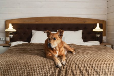Photo for Adorable red mixed breed dog on bed in rustic  wooden white cabin bedroom. Pets friendly home or hotel. Pets care and welfare concept. - Royalty Free Image