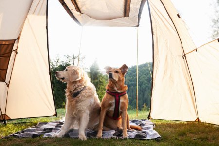 Photo for Golden retriever and red mixed breed dogs on a carpet in tent. Spending time in the mountains. Family relax time. Scandinavian friluftsliv and hygge concept. Atmospheric moments lifestyle. - Royalty Free Image