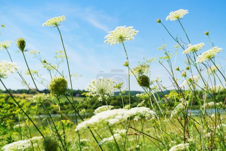 Foto de White summer flowers. Blue sky, sunny day. Wild carrot, bird's nest, bishop's lace, Queen Anne's lace, Daucus carota plants. - Imagen libre de derechos