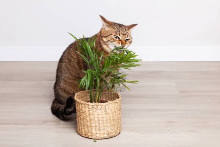 Téléchargez les photos : Brown tabby chaton mangeant kentia chamedorea plante d'intérieur. Chat domestique grignotant sur une plante verte. Les plantes acceptant les animaux de compagnie conviennent à une maison. - en image libre de droit