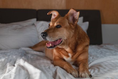 Photo for Young red mixed breed smiling dog in dark night bedroom. Pet is lying on the bed with white pillows, sheets, and coats. Pets care and welfare concept. - Royalty Free Image