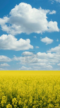 Téléchargez les photos : Champ de canola à fleurs jaunes sous un ciel bleu avec des nuages blancs. Fond d'écran paysage. Découvrez la beauté de la terre. Nature de l'Ukraine. Entreprise agricole durable. - en image libre de droit