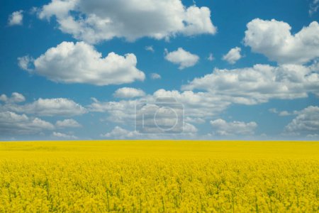 Téléchargez les photos : Champ de canola à fleurs jaunes sous un ciel bleu avec des nuages blancs. Fond d'écran paysage. Découvrez la beauté de la terre. Nature de l'Ukraine. Entreprise agricole durable. - en image libre de droit