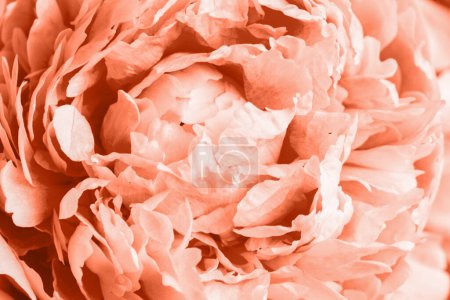Close up macro photo of peony flower. Copy space, place for text.