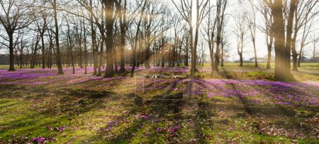 Sunlight filters through bare trees over a meadow of purple crocuses in bloom. Early spring landscape. Magic calm background.