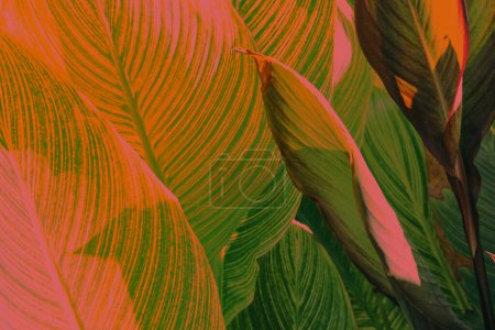 Vivid green and orange red tropical plant leaves, emphasizing detailed vein textures. Copy space background, close up.