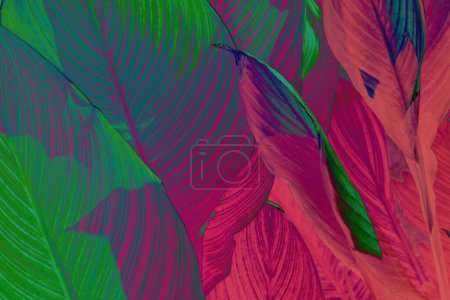 Photo for Close-up of tropical leaves with vibrant green purple and pink hues, highlighting natural patterns. Copy space background. - Royalty Free Image