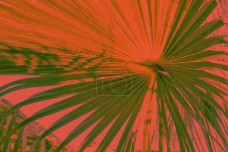 Stilisiertes Palmblatt in leuchtenden Rottönen vor kontrastierendem Hintergrund.