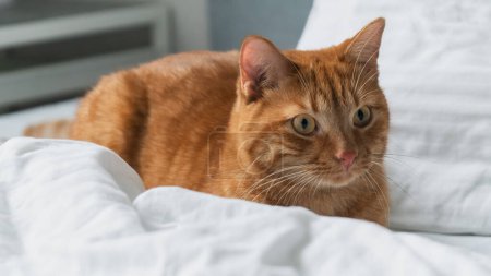 Relaxed ginger cat lying on white bedding with soft-focus background. Pet care and welfare concept. Hygge living, quiet lifestyle.