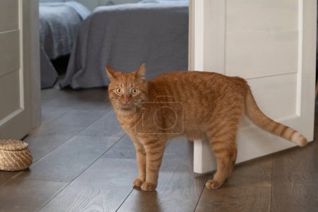 Attentive ginger cat standing on wooden floor near a wicker basket, bedroom in the background. Pet care and welfare concept. Hygge living, quiet lifestyle.