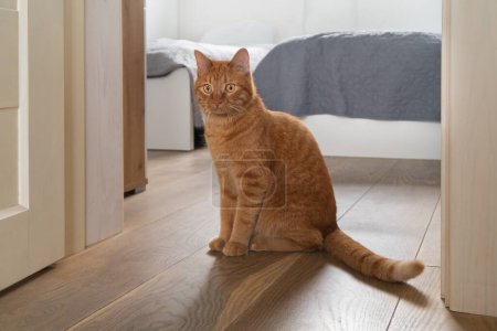Ginger cat sitting on wooden floor with bedroom door ajar in the background. Pet care and welfare concept. Hygge living, quiet lifestyle.