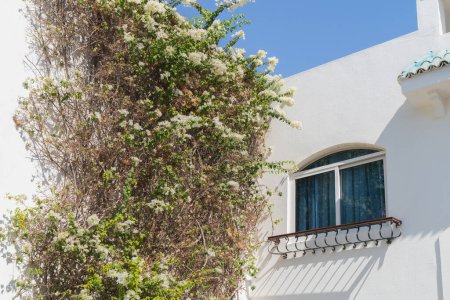 Edificio blanco con ventana y planta seca y verde con flores. Cambios climáticos, calentamiento global, verano caluroso o errores del concepto de jardinería.
