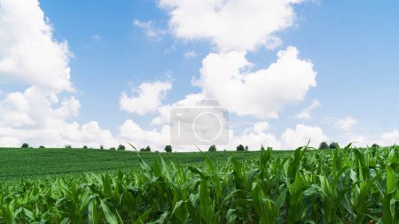 Beautiful natural summer rural landscape background. Green spring corn field. Blue sky with clouds. Record expensive prices for food, global crisis concept. Copy space. Close up background.