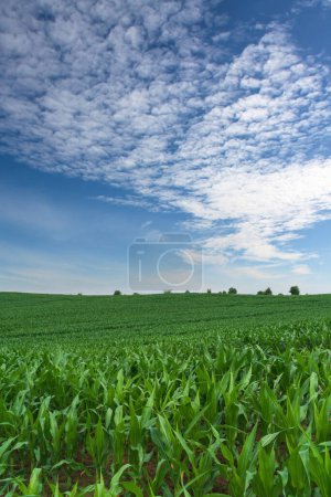 Schöne natürliche Sommer ländliche Landschaft Hintergrund. Grünes Frühlingsmaisfeld. Blauer Himmel mit Wolken. Rekordpreise für Nahrungsmittel, globales Krisenkonzept. Kopierraum. Tapete aus nächster Nähe.