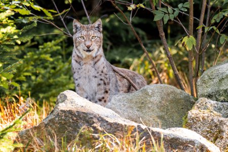 Der Eurasische Luchs (Lynx lynx) ist eine der vier erhaltenen Arten der mittelgroßen Wildkatzengattung Lynx. Sie ist weit verbreitet von Nord-, Mittel- und Osteuropa bis Zentralasien und Sibirien, der tibetischen Hochebene und dem Himalaya. Es inh