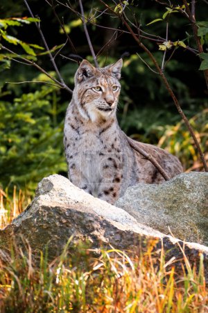 Foto de El lince eurasiático (Lynx lynx) es una de las cuatro especies existentes dentro del género de gatos silvestres de tamaño mediano Lynx. Está ampliamente distribuida desde el norte, centro y este de Europa hasta Asia Central y Siberia, la meseta tibetana y el Himalaya. Es inh - Imagen libre de derechos