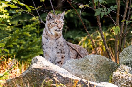 Photo for The Eurasian lynx (Lynx lynx) is one of the four extant species within the medium-sized wild cat genus Lynx. It is widely distributed from Northern, Central and Eastern Europe to Central Asia and Siberia, the Tibetan Plateau and the Himalayas. It inh - Royalty Free Image
