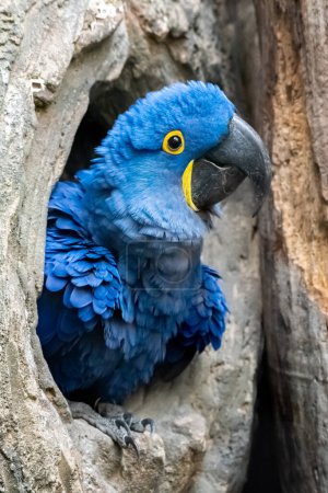 Photo for The hyacinth macaw (Anodorhynchus hyacinthinus) is the largest bird of the genus Anodorhynchus and at the same time the largest parrot capable of flight. He is all cobalt blue, only around the eyes and has yellow on his chin. It is said that it can e - Royalty Free Image