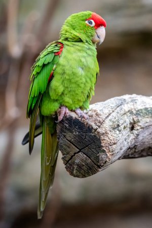 Photo for Parrots (Psittaciformes) are an evolutionary old order of noisy and colorful birds whose home is mainly tropical regions of the world - Australia, the Pacific, South and Central America. In the southern hemisphere, their distribution extends as far a - Royalty Free Image