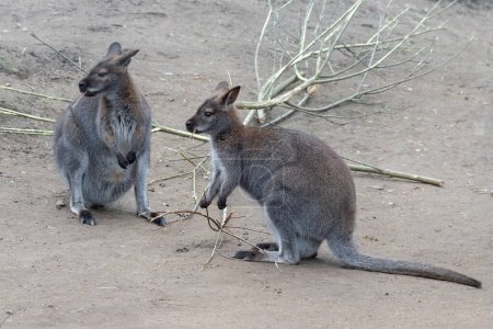 The large kangaroo is one of Australia's largest marsupials. The upper part of the body is light to chocolate brown, the underparts from the upper part of the chest to the belly are light brown. The paws are dark brown to black, the nose is furred, t