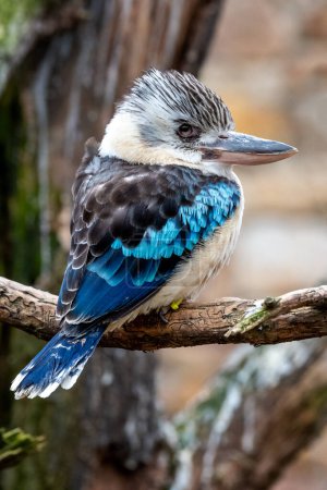 The blue-winged kingfisher (Dacelo leachii) is a large bird of the Kingfisher family. This species occurs in savannas and open moist mixed and deciduous forests in southern New Guinea and northern and western Australia. They feed on invertebrates (in