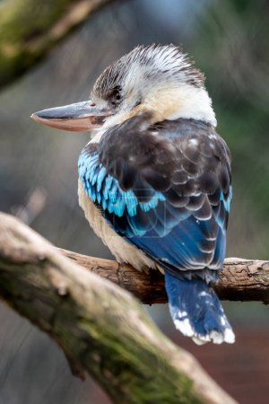 The blue-winged kingfisher (Dacelo leachii) is a large bird of the Kingfisher family. This species occurs in savannas and open moist mixed and deciduous forests in southern New Guinea and northern and western Australia. They feed on invertebrates (in