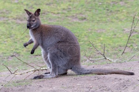 Photo for The large kangaroo is one of Australia's largest marsupials. The upper part of the body is light to chocolate brown, the underparts from the upper part of the chest to the belly are light brown. The paws are dark brown to black, the nose is furred, t - Royalty Free Image