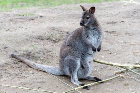 Le grand kangourou est l'un des plus grands marsupiaux d'Australie. La partie supérieure du corps est brun clair à brun chocolat, les parties inférieures de la partie supérieure de la poitrine au ventre sont brun clair. Les pattes sont brun foncé à noir, le nez est fourré, t