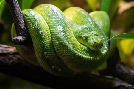 The green python (Morelia viridis) is a snake belonging to the group of stranglers. It belongs to the genus Morelia of the python family. It is a typical inhabitant of the tropical rain forest, where it spends most of its life suspended in the branch