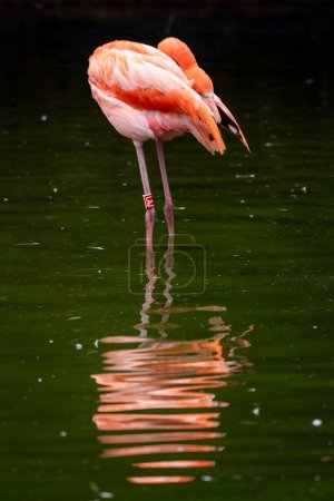 Flamingos (Phoenicopteriformes) are an order of water birds with long necks and legs. Thanks to their high legs, long neck and, above all, pink coloring, flamingos cannot be confused with other birds.
