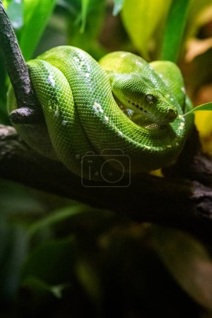 The green python (Morelia viridis) is a snake belonging to the group of stranglers. It belongs to the genus Morelia of the python family. It is a typical inhabitant of the tropical rain forest, where it spends most of its life suspended in the branch