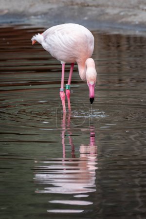 Flamingos (Phoenicopteriformes) are an order of water birds with long necks and legs. Thanks to their high legs, long neck and, above all, pink coloring, flamingos cannot be confused with other birds.