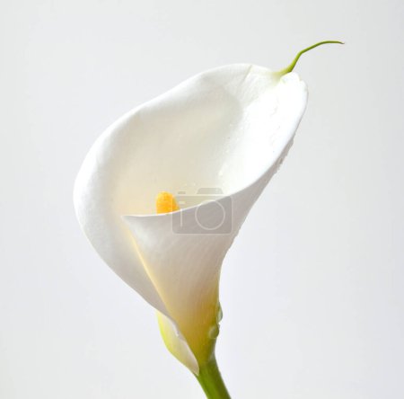 Photo for One calla lily flower on soft focus white stucco wall background with copy space. Spring or Easter elegant greetings card. Image for blog or social media. Tropical delicate big white flower. - Royalty Free Image