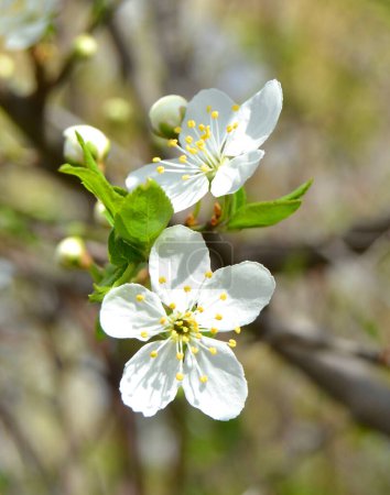 Téléchargez les photos : Spring Cherry Blossom. Fond abstrait de macro branche de cerisier sur fond bleu. Joyeux fond pascal. Printemps concept de journée des femmes. Pâques, Anniversaire, Fête des femmes ou des mères. - en image libre de droit
