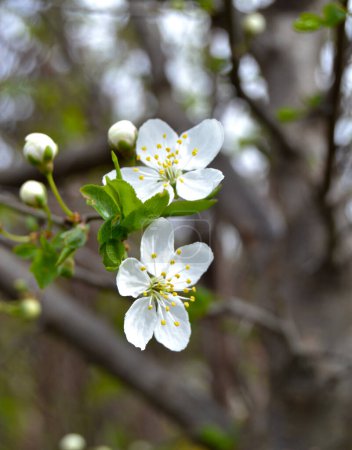 Téléchargez les photos : Spring Cherry Blossom. Fond abstrait de macro branche de cerisier sur fond bleu. Joyeux fond pascal. Printemps concept de journée des femmes. Pâques, Anniversaire, Fête des femmes ou des mères. - en image libre de droit