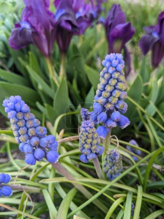 Fleurs de muscari, Muscari armeniacum, jacinthes de raisin fleurs printanières fleurissant en avril et mai. Muscari armeniacum plante avec des fleurs bleues gros plan
