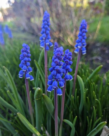 Traubenhyazinth muscari armeniacum blüht im zeitigen Frühjahr. Makro der blauen Muscari-Blumenwiese. viele Muscari blaue Traubenhyazinthenblüten im grünen Garten. 