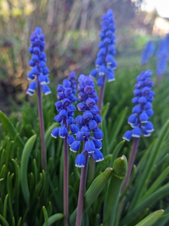 Jacinto de uva Muscari armeniacum floración a principios de primavera. Macro del prado de flores de Muscari azul. Muchas flores de jacinto de uva azul muscari en el jardín verde
. 