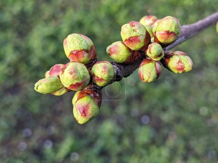 Close-up of apple buds and buds growing on apple tree (Reineta variety fruit tree). Sunny spring day.