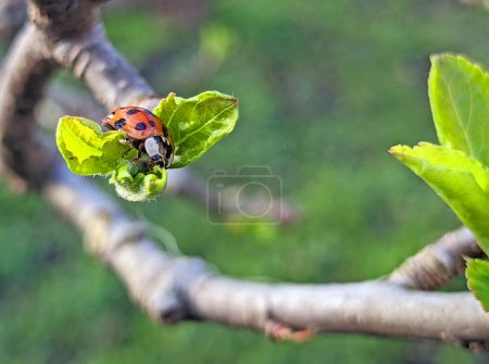 La mariquita en una rama de árbol se reproduce en primavera. Insectos beneficiosos en el jardín.