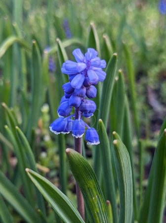 Jacinthe des raisins Muscari armeniacum floraison au début du printemps. Macro de prairie de fleurs de Muscari bleu. Beaucoup de fleurs de jacinthe de raisin bleu muscari dans le jardin vert
. 